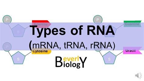 Mrna Trna And Rrna Youtube