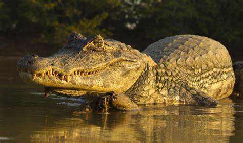 Spectacled Caiman (Caiman crocodilus) | about animals