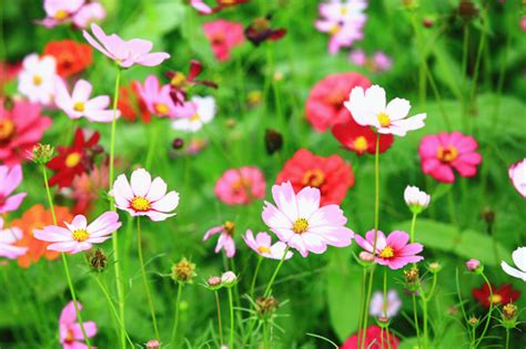 Cosmos: How to Grow and Care with Success