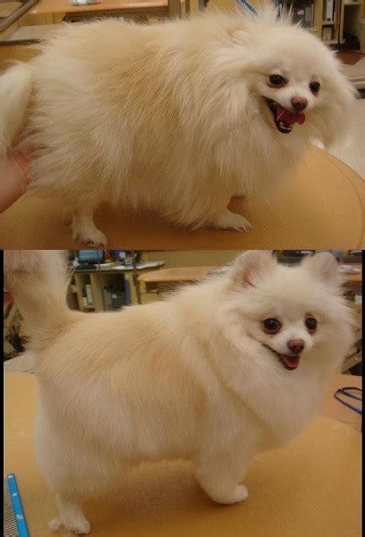 25 Pomeranian Haircuts for Dog Lovers – HairstyleCamp