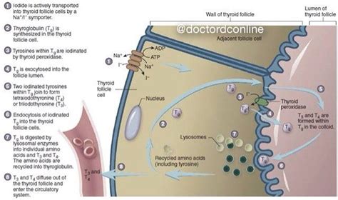 doctordconline: “ Thyroid Hormone Synthesis The first step in the synthesis of thyroid hormones ...