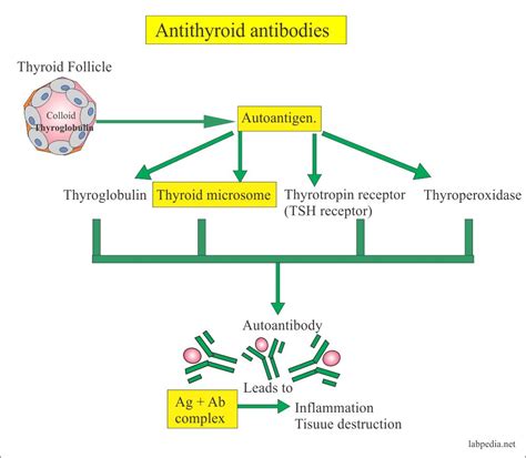 Anti-Thyroid Microsomal Antibody, Anti-Thyroid Peroxidase antibody ...