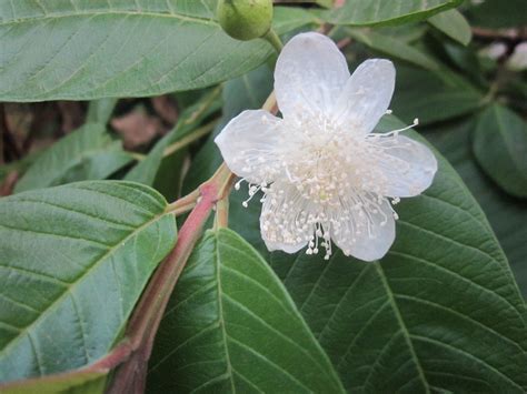 Guava | KERALA NATURE AND AYURVEDA