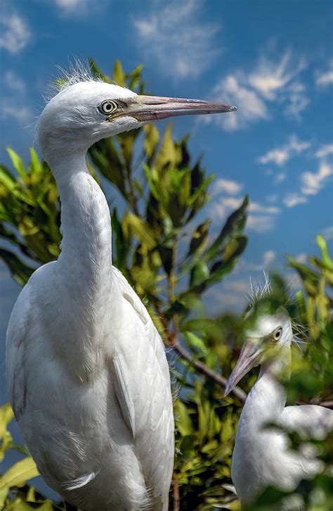 Juvenile Little Blue Herons Photograph by TJ Baccari