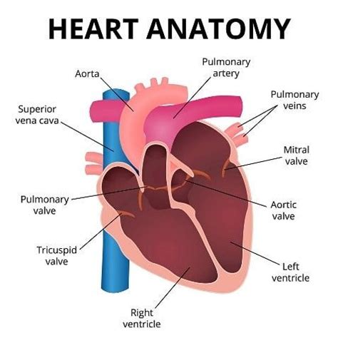 Atrioventricular Valve Function