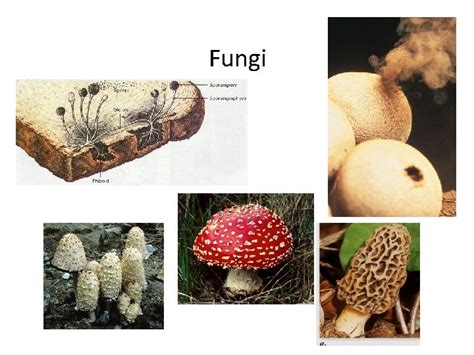 Fungi DOMAIN Eukarya KINGDOM Fungi General Characteristics Eukaryotic