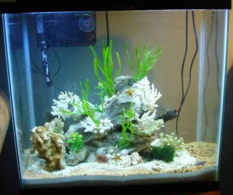 Dwarf Seahorse Tank Setup | Seahorse tank, Seahorse aquarium, Saltwater tank