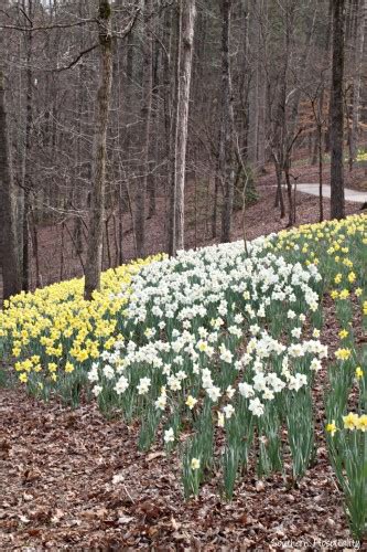 Spring at Gibbs Gardens: the Daffodils - Southern Hospitality