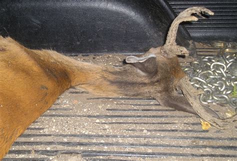 Nasty stuff hunters find on and in their deer: Oozing green gunk, huge ...