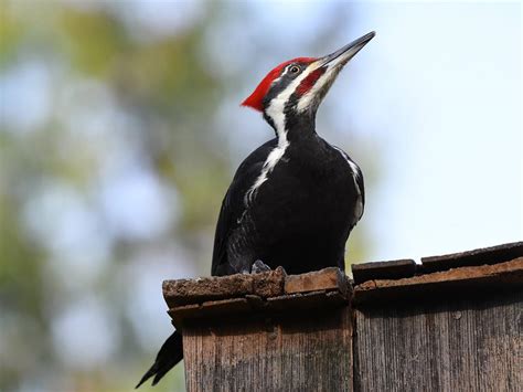 Pileated Woodpecker Nesting: A Complete Guide | Birdfact