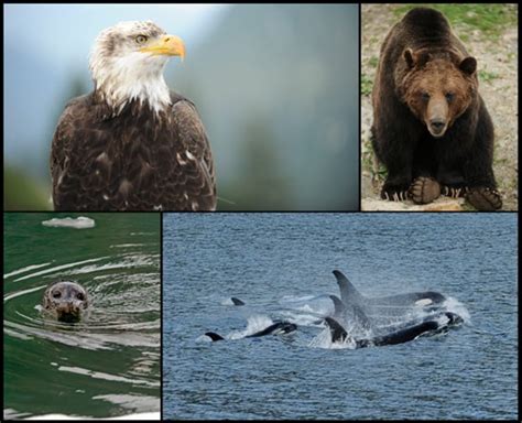 Explore Alaska’s Wildlife with Disney Cruise Line | Disney Parks Blog