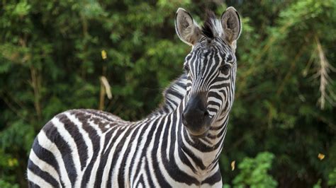 Grant’s Zebra - The Houston Zoo