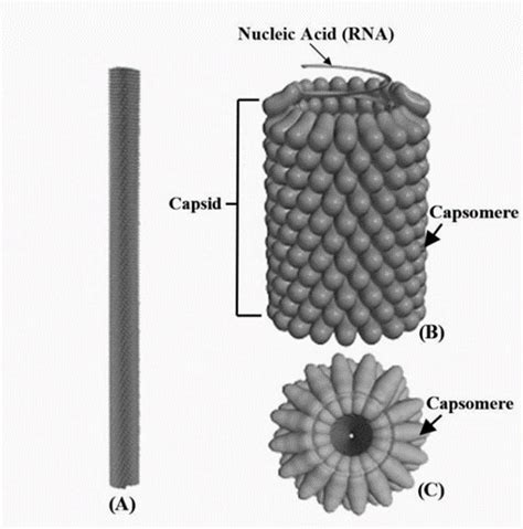 Capsid Definition and Examples - Biology Online Dictionary