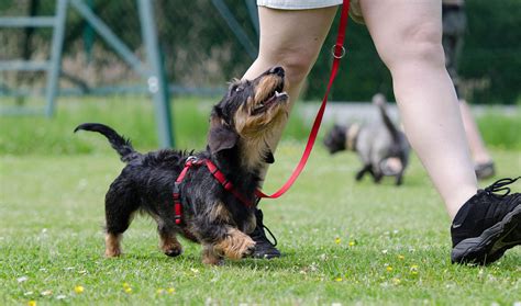 Family Life Training + Basic Obedience Pricing - Canine Revival