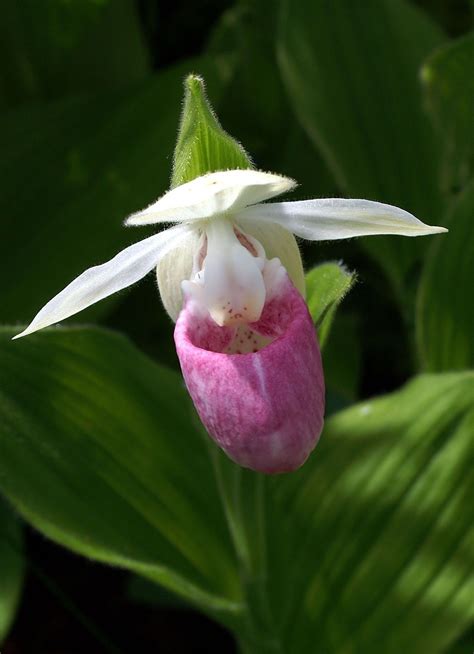 Understanding The Background Of Nh State Flower Lady Slipper | Nh State Flower Lady Slipper ...