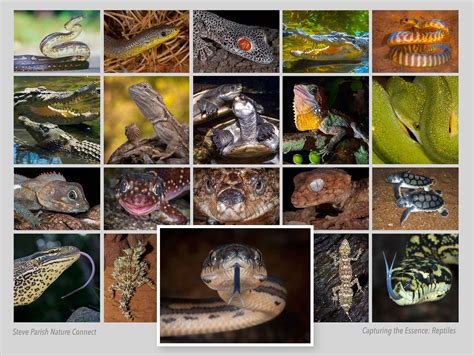 Photographing Australian Reptiles