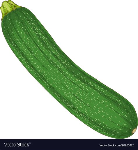 Fresh zucchini or courgette Royalty Free Vector Image