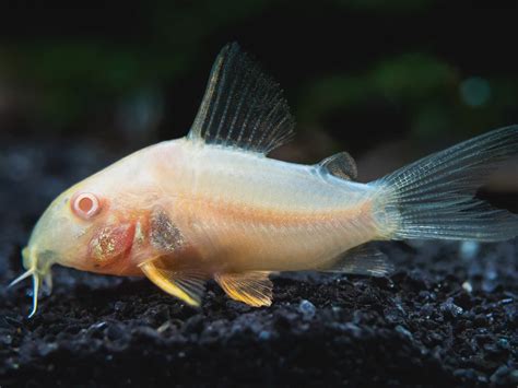 Albino Corydoras – Melbourne Tropical Fish