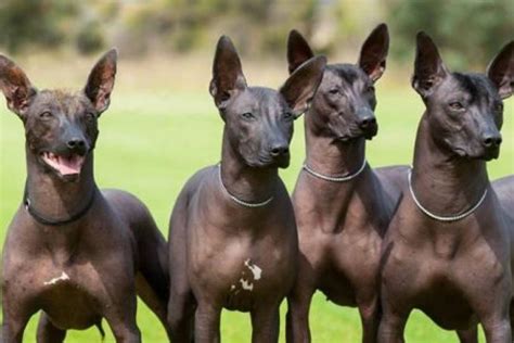 Amores perros: canes del antiguo Perú que no conoces - Rumbos de Sol ...