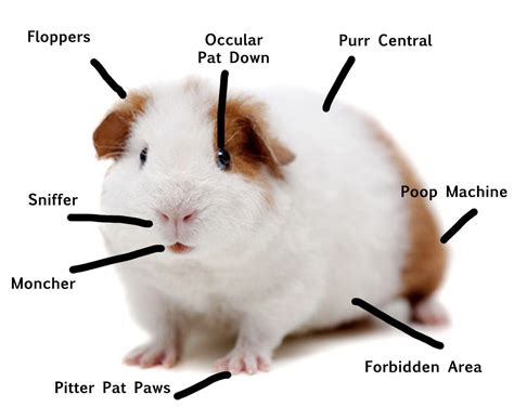 Made this guinea pig anatomy chart for a friend : r/guineapigs