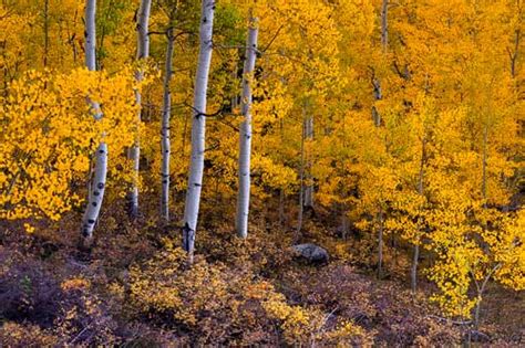 11 Ways to Experience the Colorado Fall Colors | Gintchin Fine Art