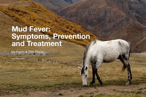 Mud Fever: Symptoms, Prevention, and Treatment - Farm & Pet Place