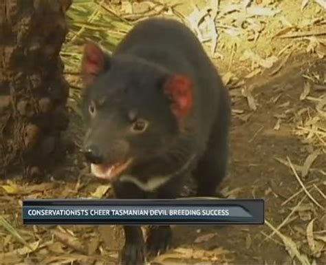 Conservationists cheer Tasmanian devil breeding success - Video Dailymotion