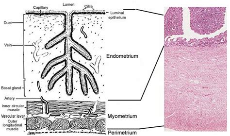 Mare Anatomy: Uterus