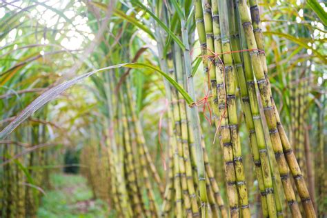 U.S. Joins New Center to Create Biofuel from Sugarcane - Sugar Asia ...