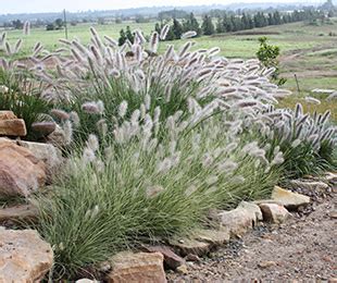 Native Grasses for the Australian Garden Growing Rooms Sydney Landscape Native plants in 2020 ...