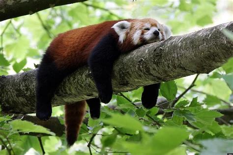 Related image | Animais bonitos, Lindos filhotes, Panda vermelho