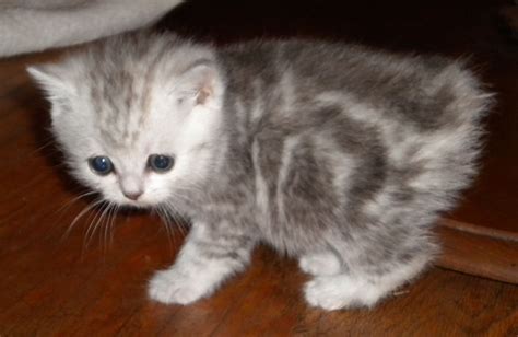 manx cats | Manx Kittens | manxstation.com | Cat breeds, Manx kittens ...