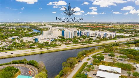 Buy Cannabis Seeds in Pembroke Pines, Florida – Royal King Seeds ...