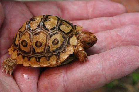 Spiky-looking baby leopard tortoise | Tortoise care, Leopard tortoise, Sulcata tortoise