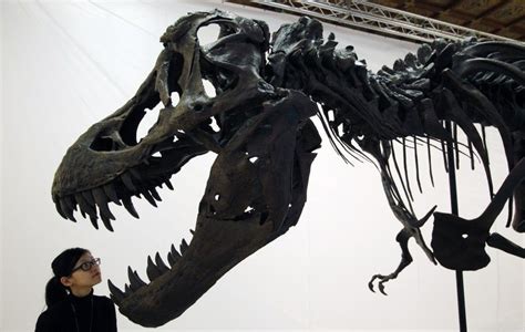 T. Rex Bite Force Stronger Than Previously Calculated | IBTimes