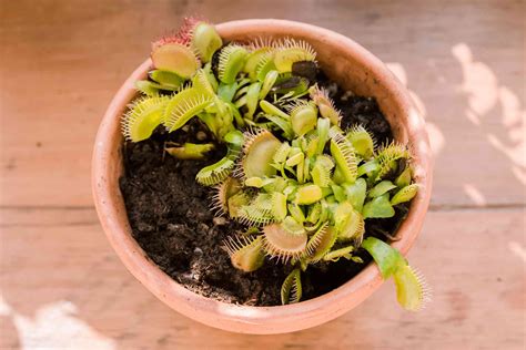 How to Grow and Care for Venus Flytrap Plants Indoors