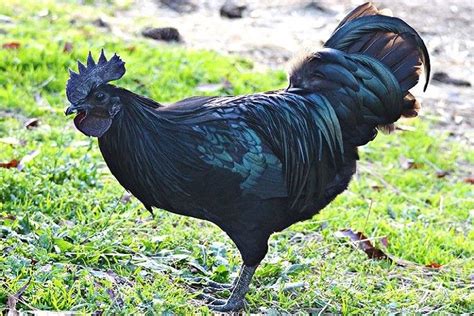 Intriguing facts about natural black skin chicken – Afrinik