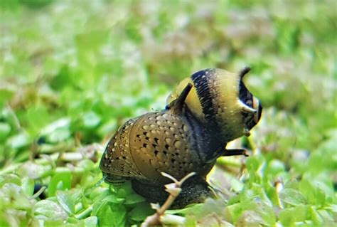 Nerite Snails Care guide - Types, Breeding & More » Petsoid