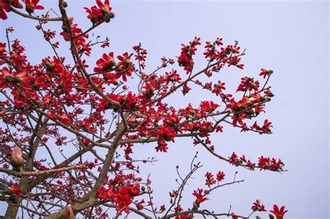 Flowers of Bombax Ceiba or Silk Cotton Tree in Faridpur, Bangladesh Stock Image - Image of ...