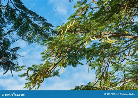 Fruits of a Koa Tree Acacia Koa Kauai Hawaii Stock Image - Image of popular, fruits: 99576531