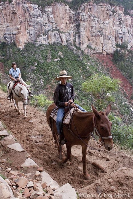 Grand Canyon Donkey Rides | Bryce Canyon Trail Rides