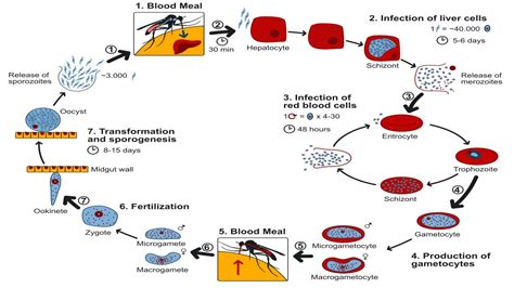 Life cycle of malaria; here’s everything you need to know - India Today