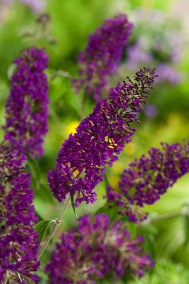 BUDDLEJA davidii 'Nanho Purple' - Boutique Atlantic Pépinière