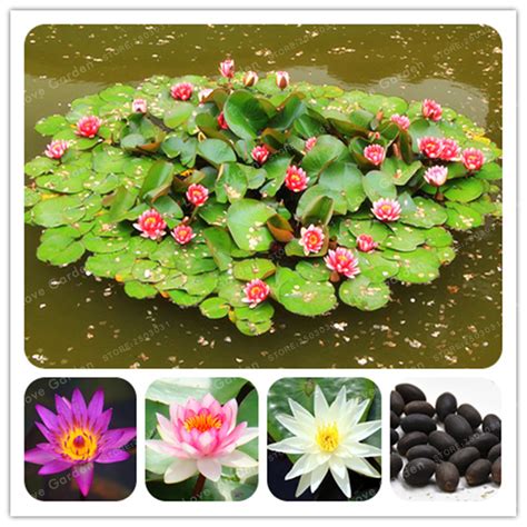 5 Pcs Nymphaea Seeds Lotus Seeds Nymphaea Caerulea ,Water Lily Pad Flower Pond Seeds Garden ...