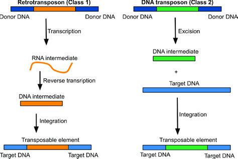 Transposable elements self-replicate through two main mechanisms: via... | Download Scientific ...