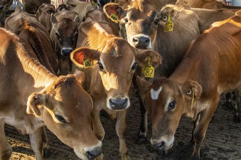 Cows Free Stock Photo - Public Domain Pictures