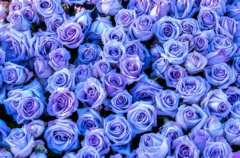 purple/blue roses | Sfondi