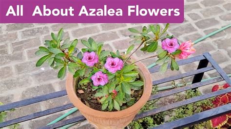 All about Azalea plant care, Azalea plant grow care fertilizer n soil ...