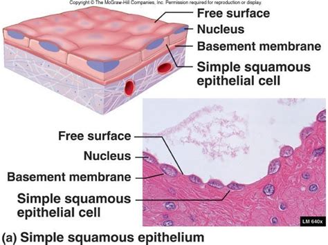 ANIMAL TISSUE — Biology Notes