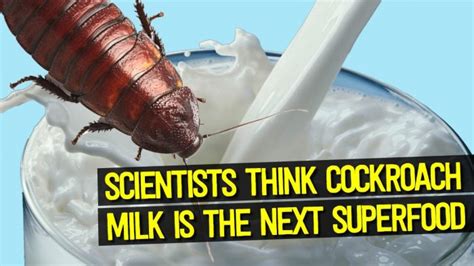 COCKROACH MILK!!! - Montana Hunting and Fishing Information